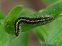 Callimorpha dominula (Scarlet Tiger).jpg